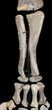 Mounted Diplodocus Front Leg - Awesome Display #35167-8